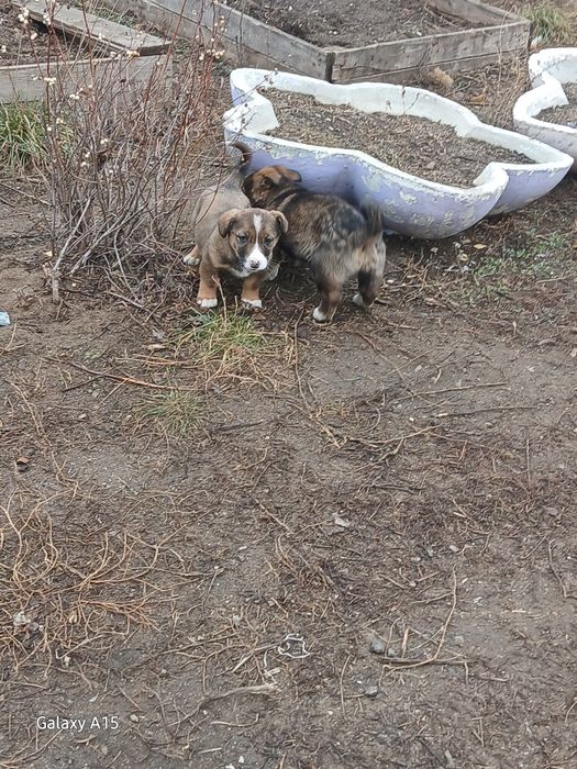 Щеночки ищут себе дом