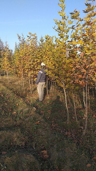 чинор кучати сотилади