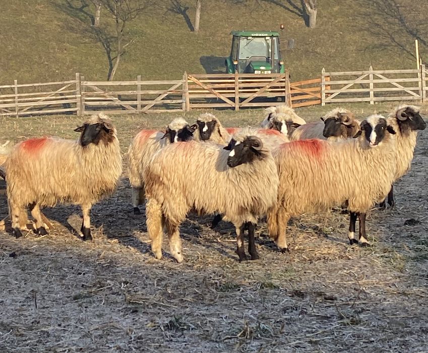 Miele breze de vânzare