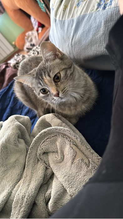 Отдам кошку и кота