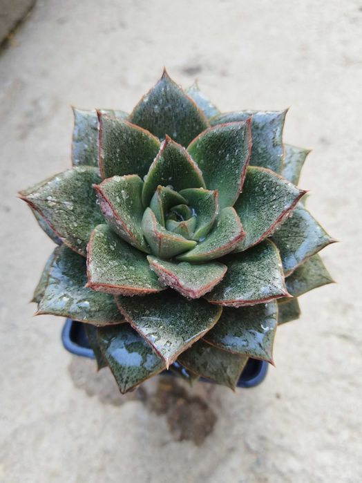 Эхеверии и прочие суккуленты