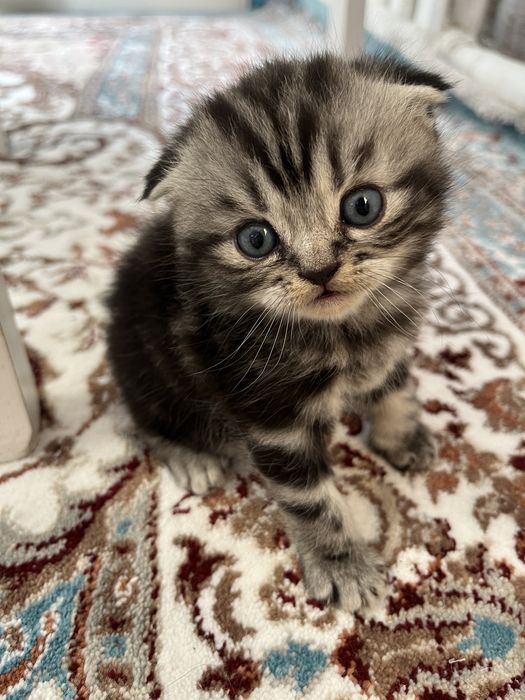 Вислоухие котята