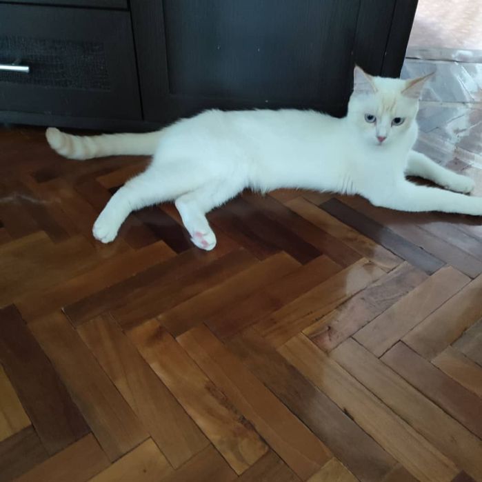 Кошка и кот  в добрые руки