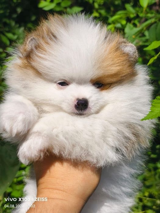 Померанский шпиц