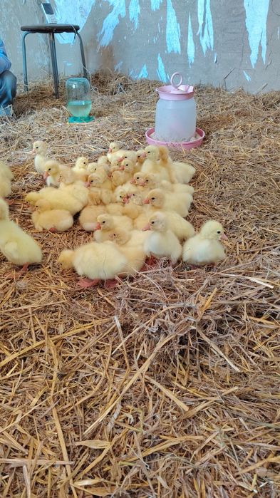 Продам гусяток линда