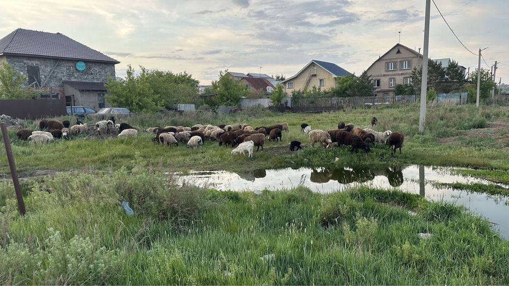 Семіз койлар сатылады