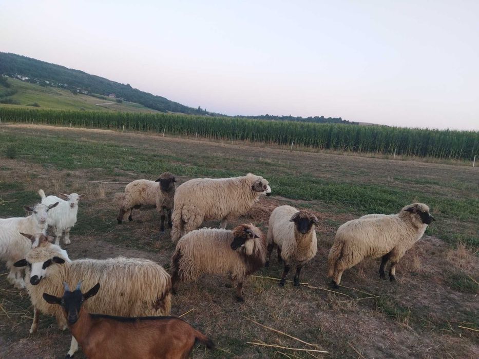 Berbec exemplar de vânzare