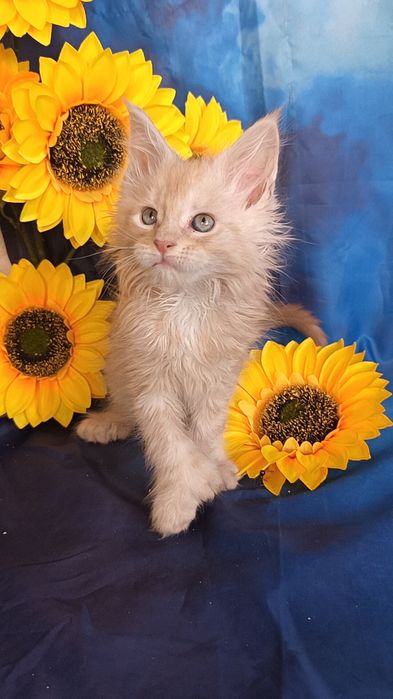 Харизматичные малыши Мейн куна