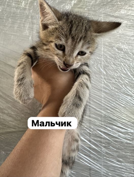 Отдам котят в добрые руки