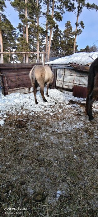 Продам жеребчиков жорга
