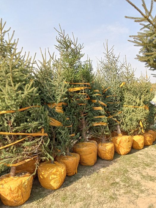 Пересадка посадка крупномеров