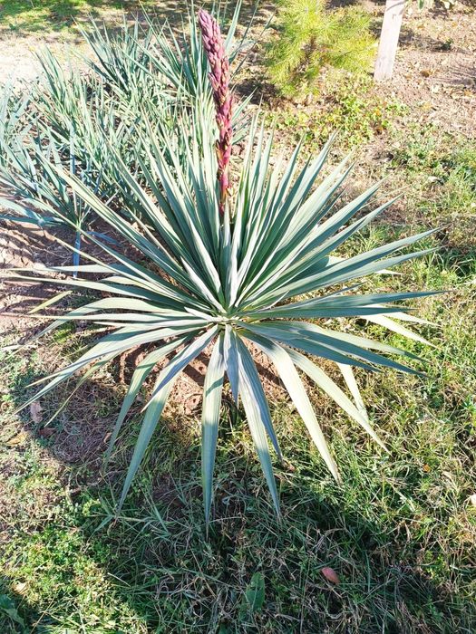 Цветы Юкка, Юкка гүлі, колокольчик