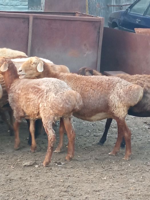 Продам баранов этого года
