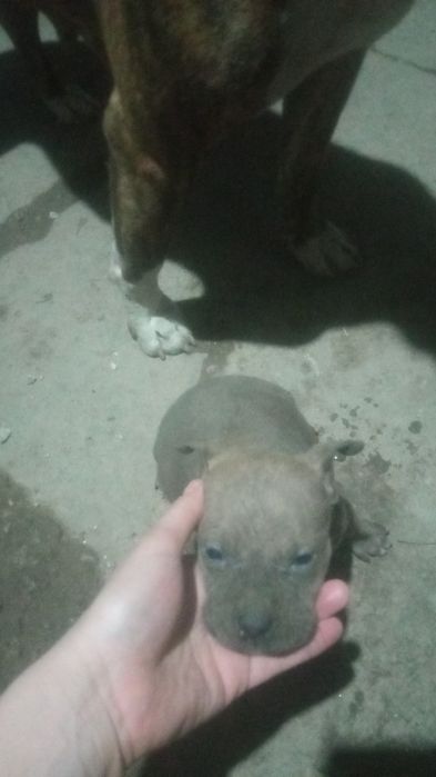 Продам чистокровную девочку американского стаффордширскога терьера