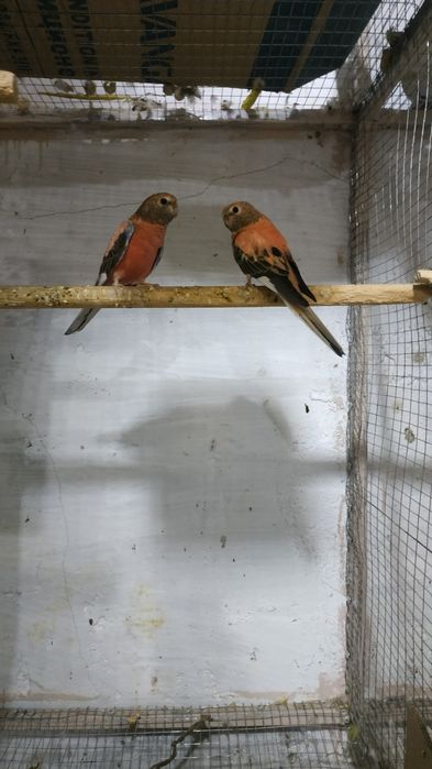 Розувий папугай сотилади бартер бор