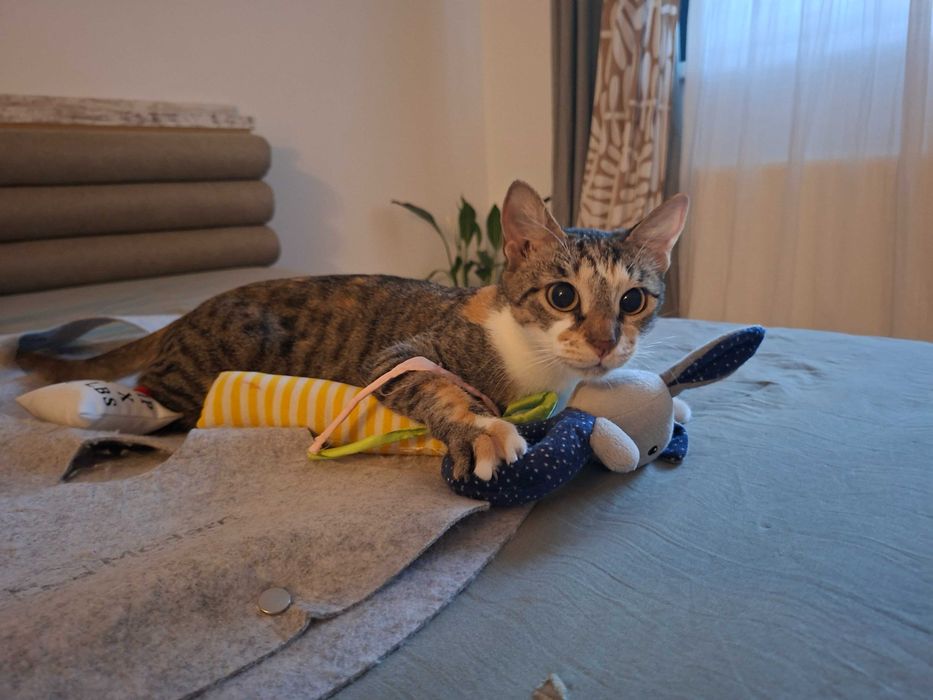 Anunt Adoptie Pisca- Tisa