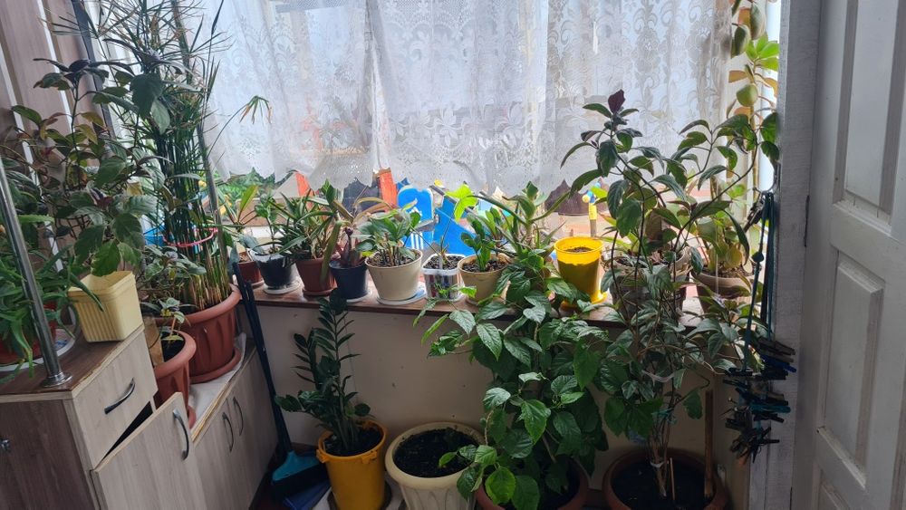 Продам домашних цветков