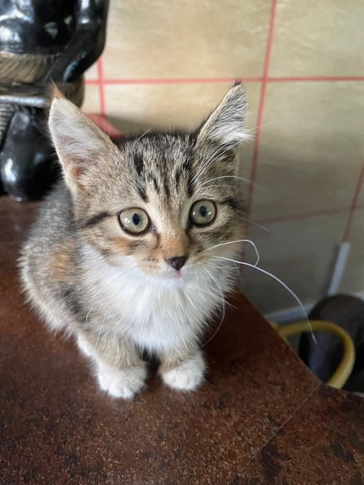 Отдам котёнка в семью