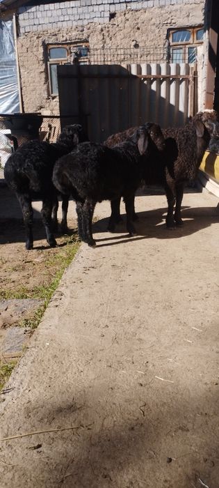 3 ta qozi qochqor