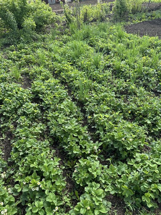 Продам дачный участок