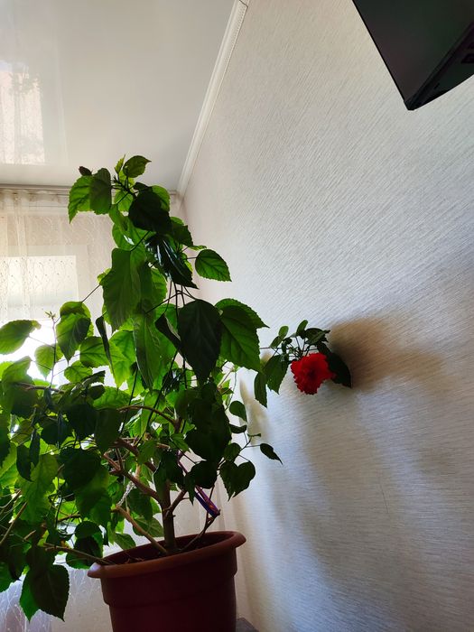 Продам комнатную розу