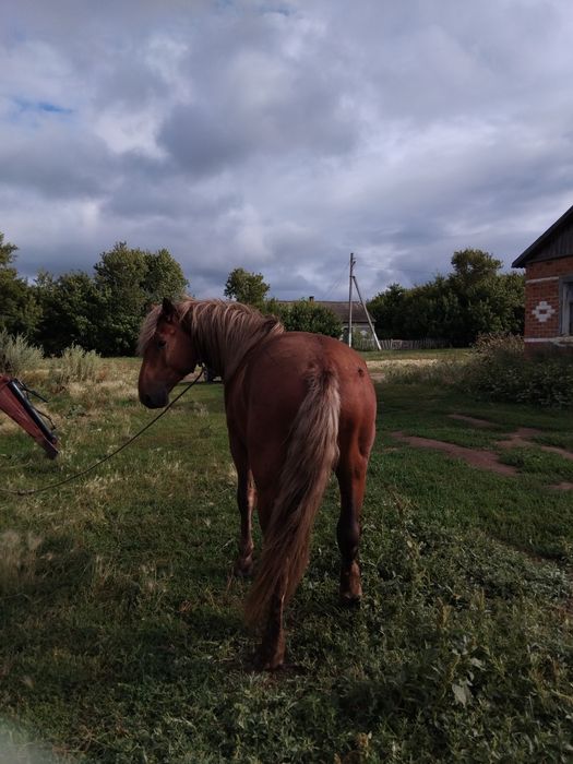 Продам 3 года обучен спокоен