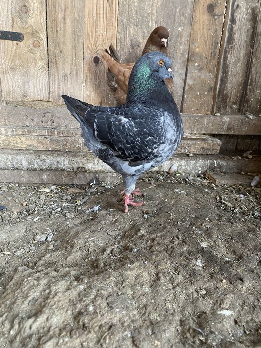 Vand sau schimb porumbei kingi