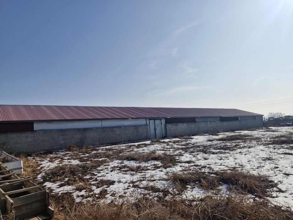 Готовый завод шампиньонов 6000соток