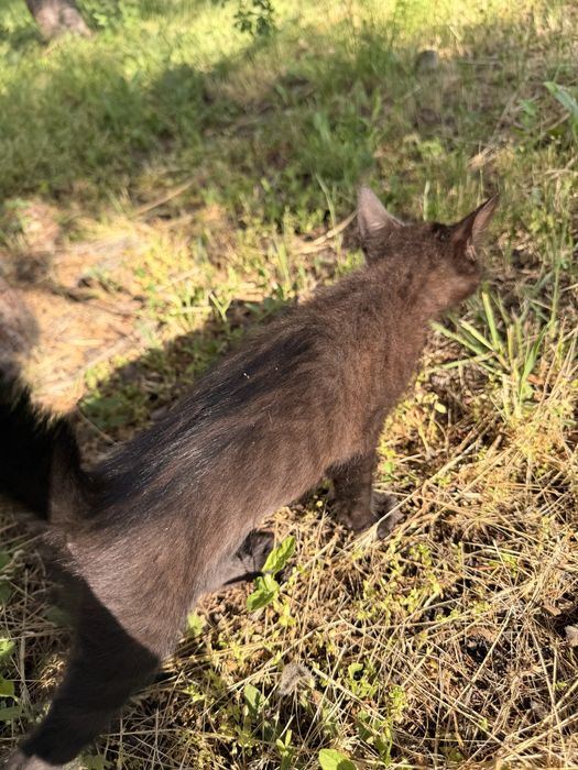 Мъжко бебе коте
