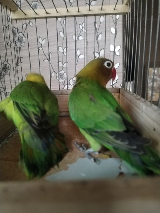 Попугай неразлучник.