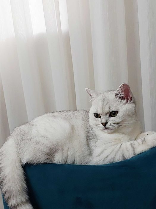 Скоттиш страйт Шиншилла