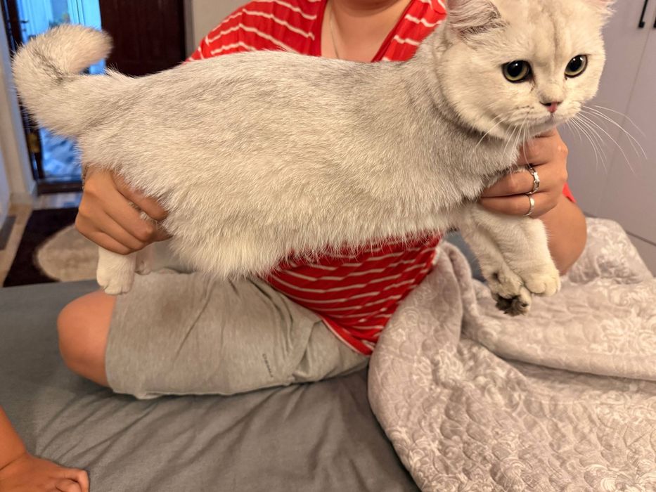 Шиншилла кошка. Мушук