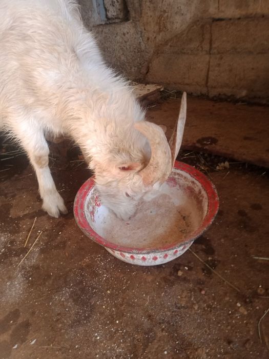 Казел заненски чиста кровный ,