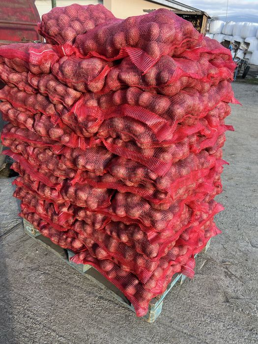 Cartof rosu de consum