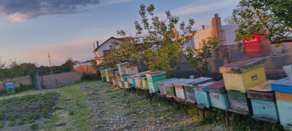 Lăzi albine / caturi / roinițe/rame 1/1  rame 1/2