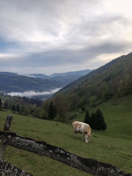 Văcuță de lapte de vânzare