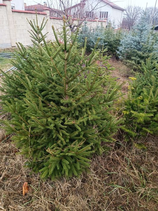 Сребрист смърч  и обк. Ела