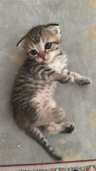 Котята вислоухие