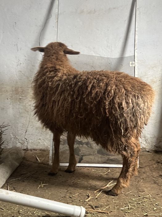 Откормда турган токтылар