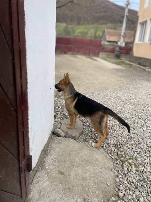 Pui Ciobănesc German