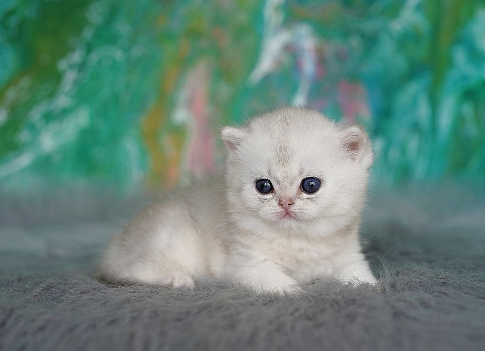 Британский котёнок