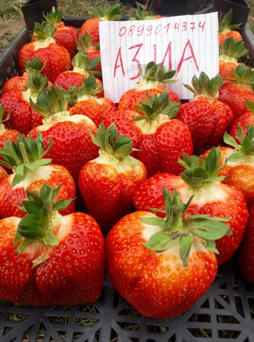 Расзад ягоди и малини от производител