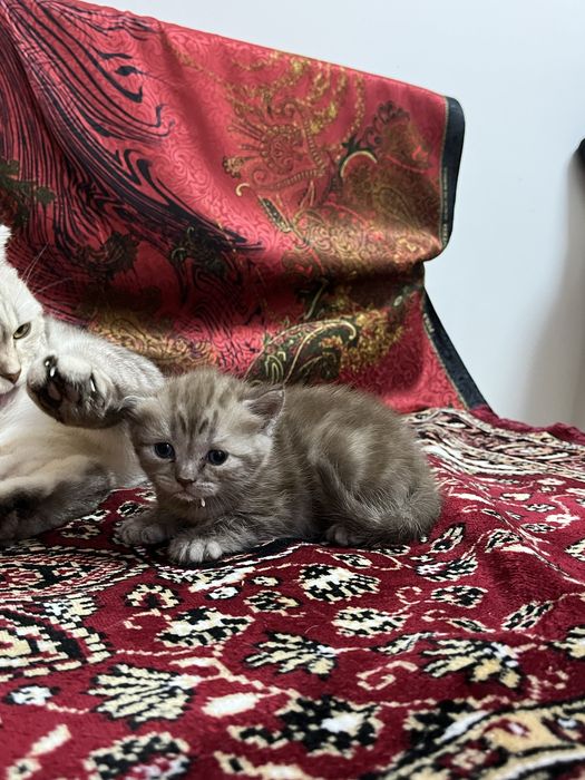 продаем породистых котят