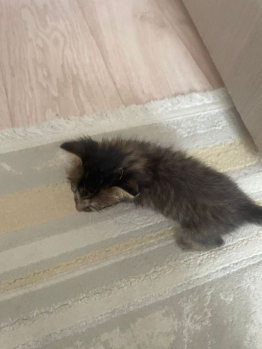 Котенок отдам даром