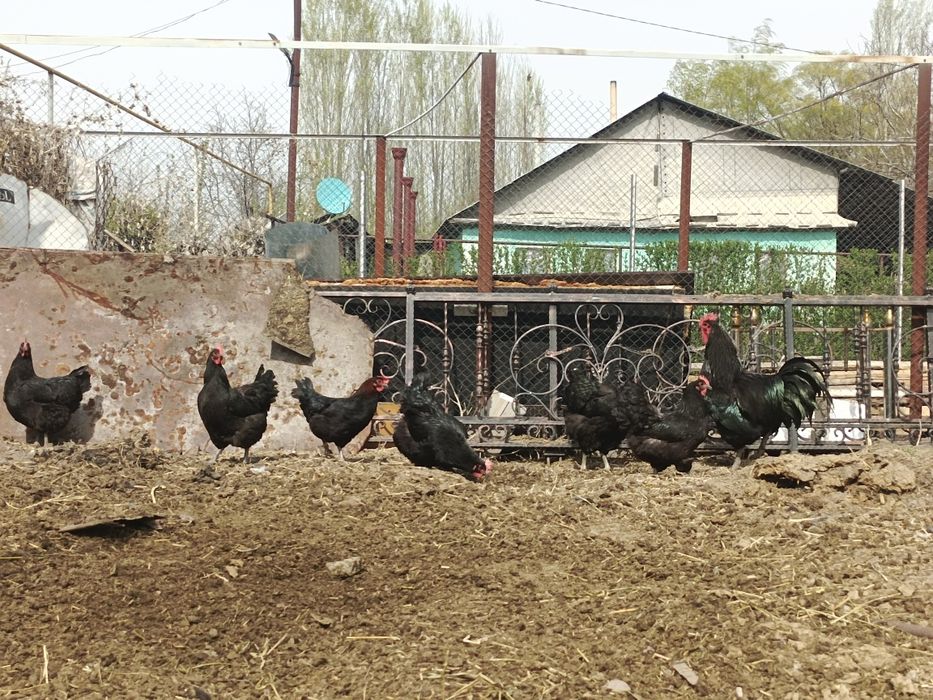Продам курей Джерсии́ский Гигант