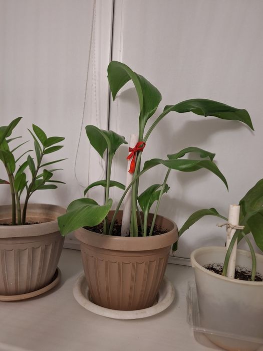 Цветы от 5000 тенге