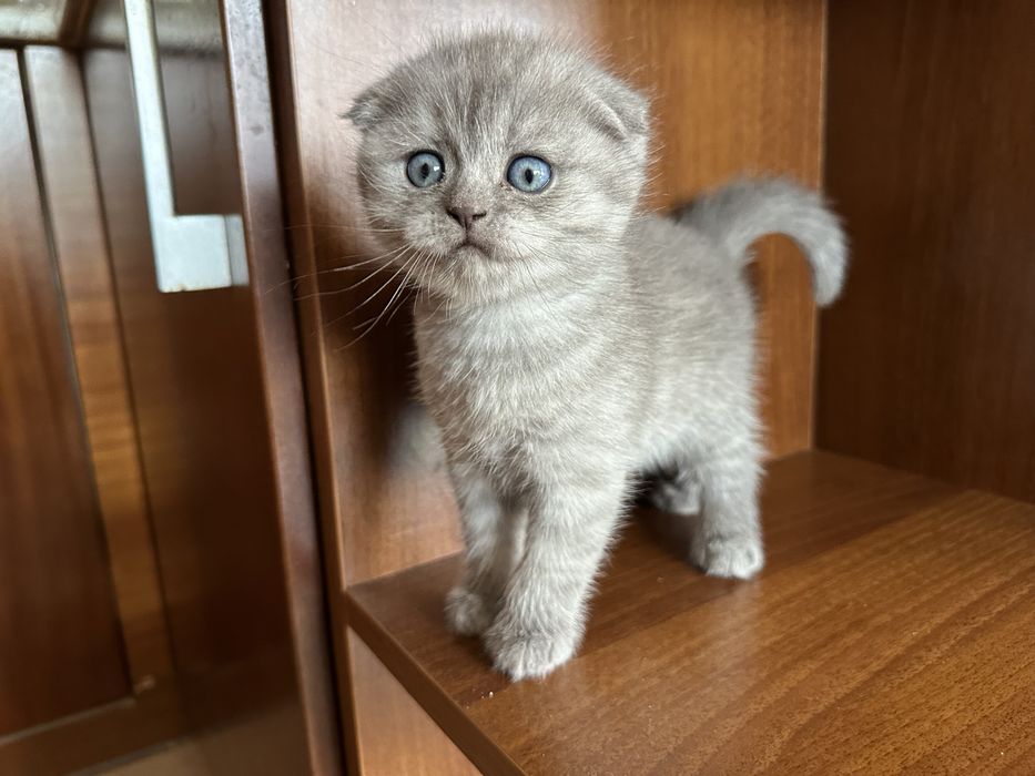 Шотландски клепоухи и британски късокосмести котки