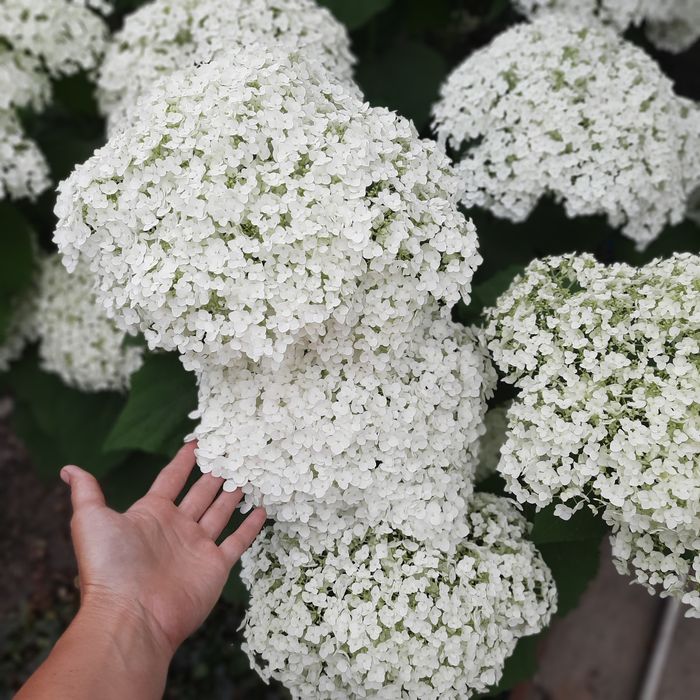 Гортензия саженцы гортензии