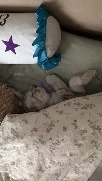 кот весолухий шотландец