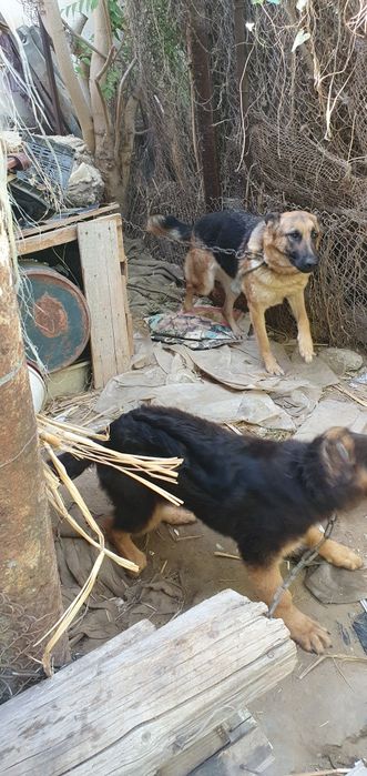 НЕМЕЦКИЙ апчарка